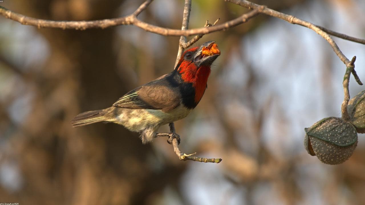 Safari surge and 'coolcationing' shape 2026 getaways