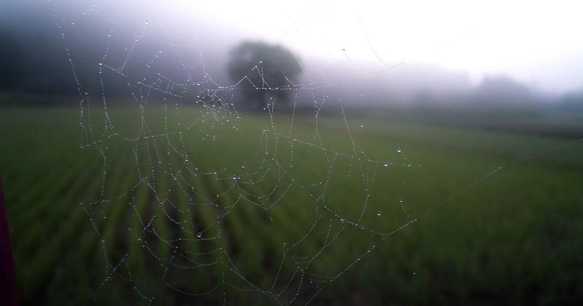 Private Credit's Real Fault Line Isn't Banks. It's Life Insurers.