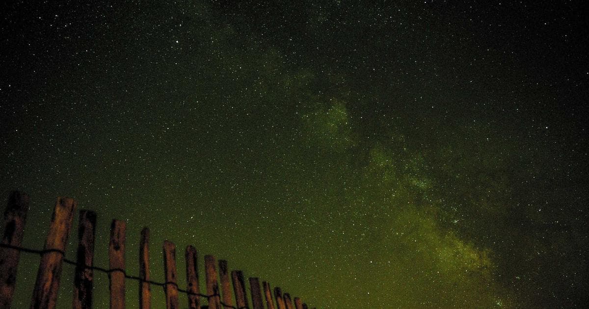 Camille T. Dungy's America, A Love Story Reckons With a Nation
