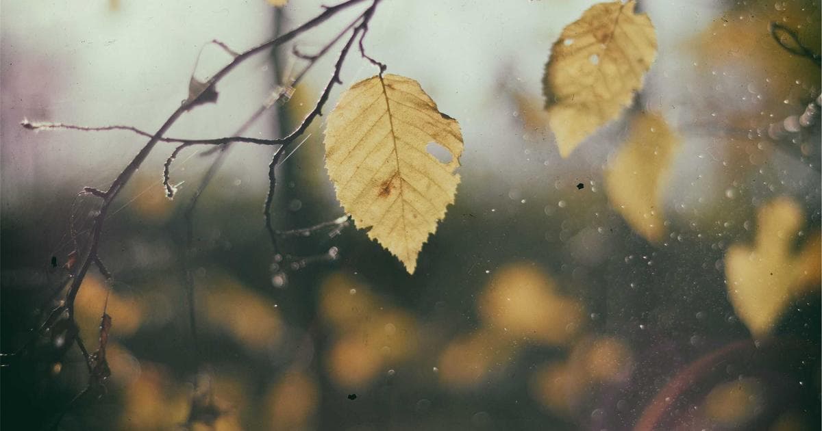 Forward Prizes 2026 Longlist Puts Shauna M. Morgan and Indie Poetry Centre Stage